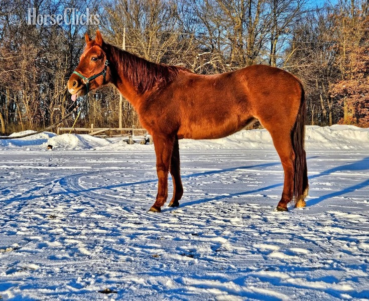 "Willow" Chestnut Mare Quarter Horse