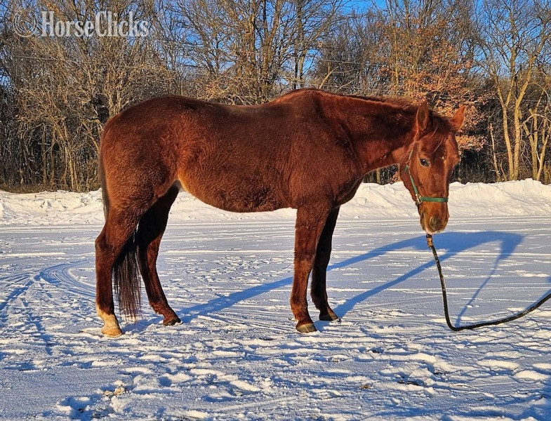 Minnesota "Willow" Chestnut Mare Quarter Horse