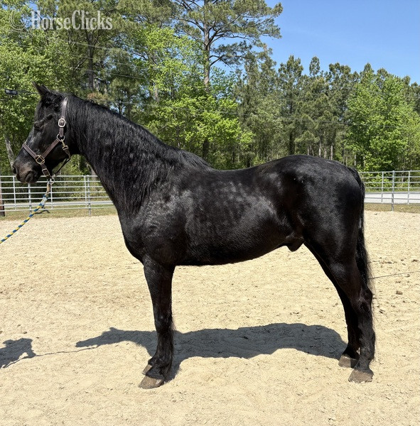 "Morgan" Black Gelding Morgan in North Carolina