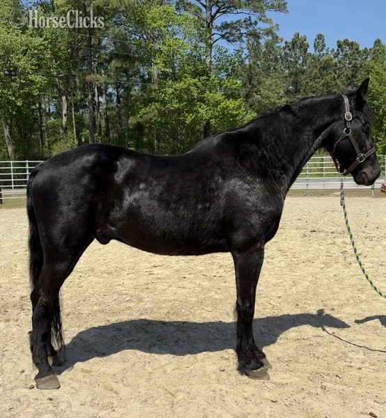 "Morgan" Black Gelding Morgan