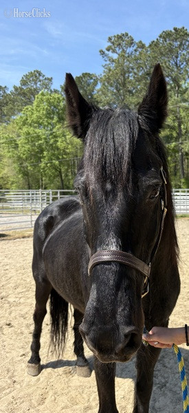 North Carolina "Morgan" Black Gelding Morgan