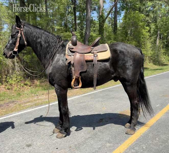 "Morgan" Black Gelding Morgan - Morgan in North Carolina