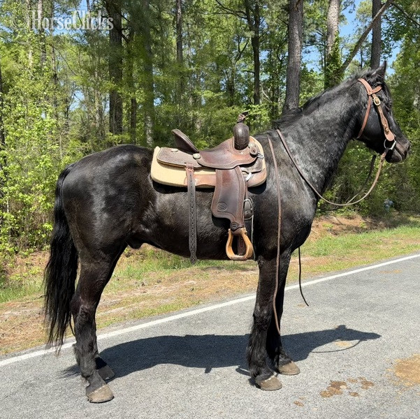 "Morgan" Black Gelding Morgan - Morgan