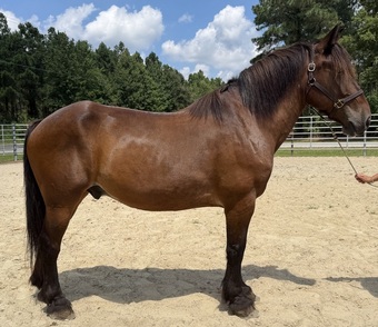 "Bay " Bay Gelding Draft