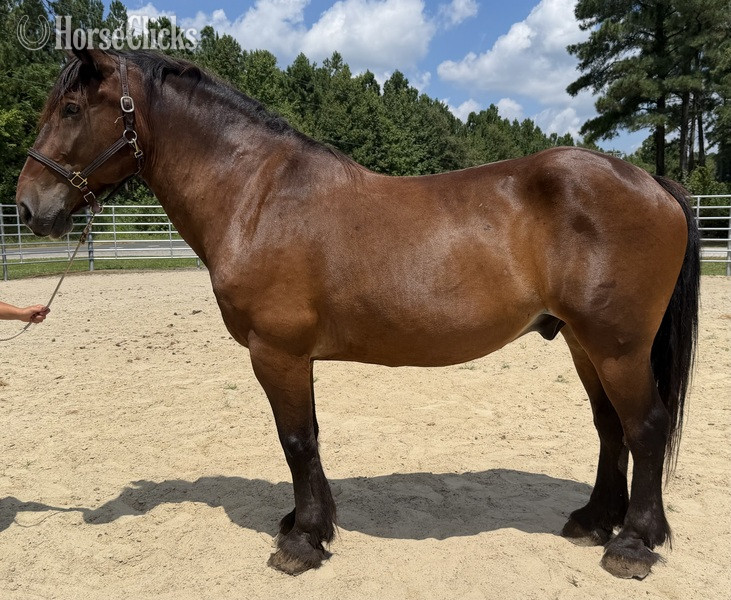 "Bay " Bay Gelding Draft