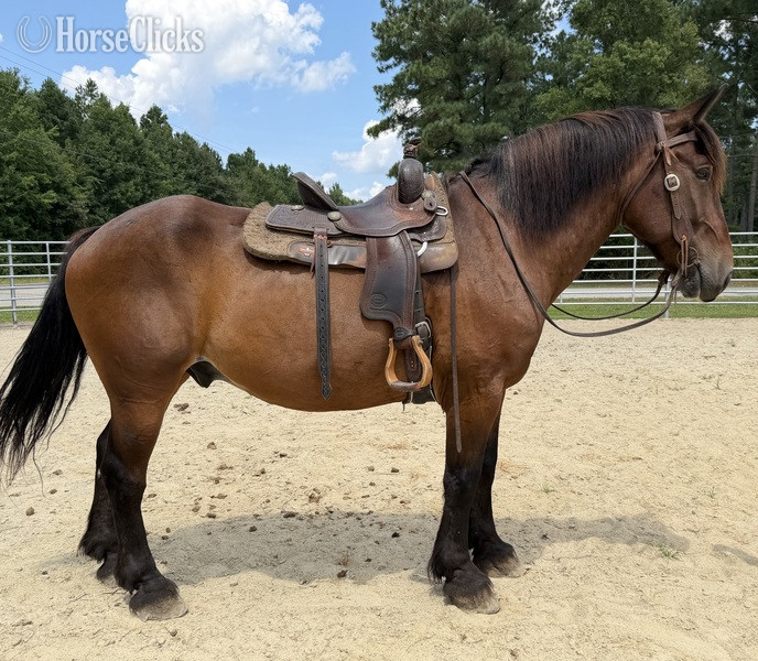 North Carolina "Bay " Bay Gelding Draft