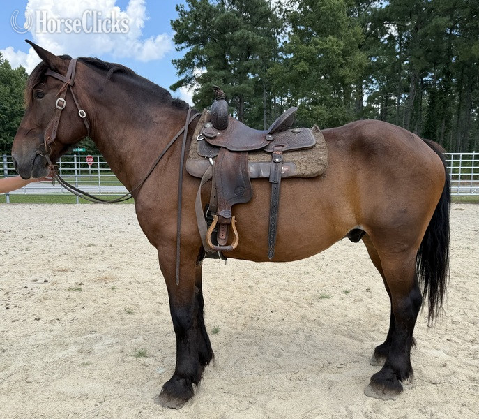 "Bay " Bay Gelding Draft - Draft in North Carolina