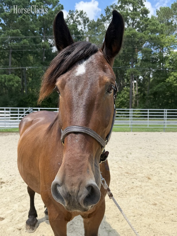 "Bay " Bay Gelding Draft - Draft