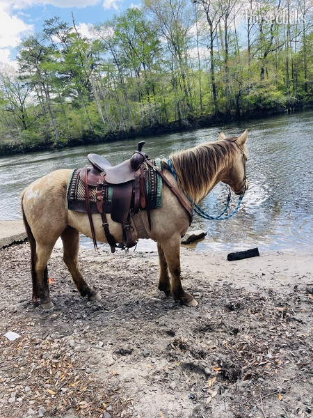 "Blondie" Buckskin Gelding