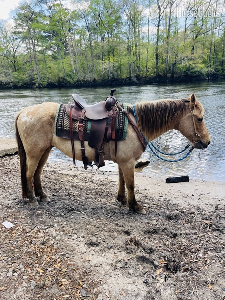 "Blondie" Buckskin Gelding -  in South Carolina