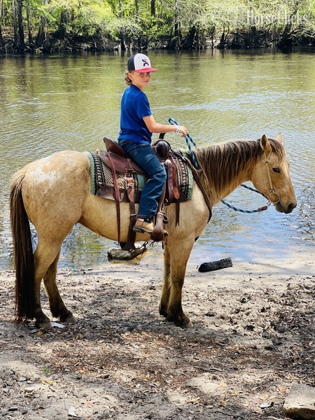  - "Blondie" Buckskin Gelding in South Carolina