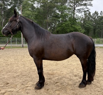 "Pepper" Black Mare Draft