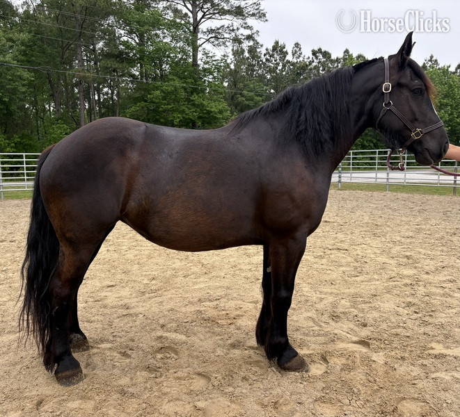 "Pepper" Black Mare Draft