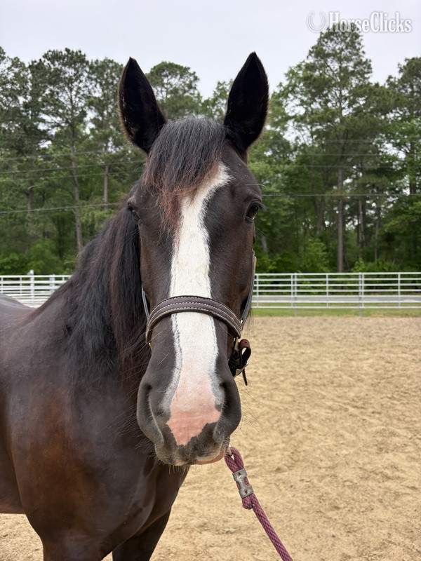 North Carolina "Pepper" Black Mare Draft