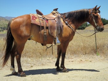 "Wade" Dun Gelding Quarter Horse