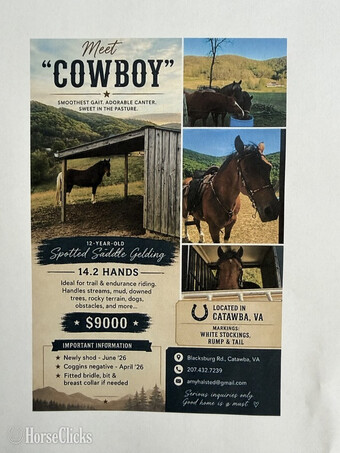 "Cowboy" Pinto Gelding Spotted Saddle