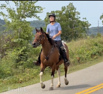 "Cowboy" Pinto Gelding Spotted Saddle