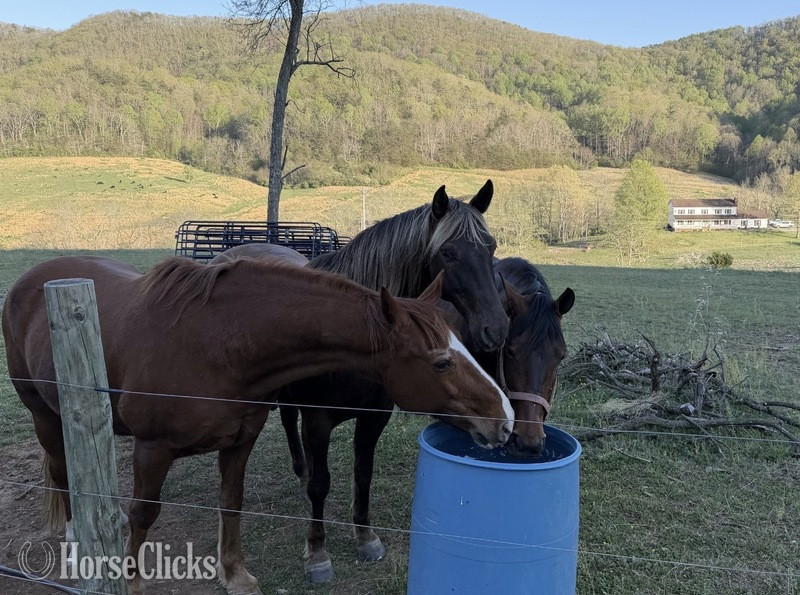 "Cowboy" Pinto Gelding Spotted Saddle