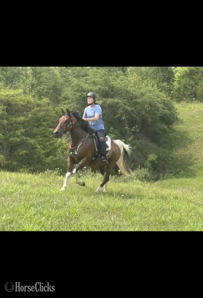 "Cowboy" Pinto Gelding Spotted Saddle - Spotted Saddle in Kentucky