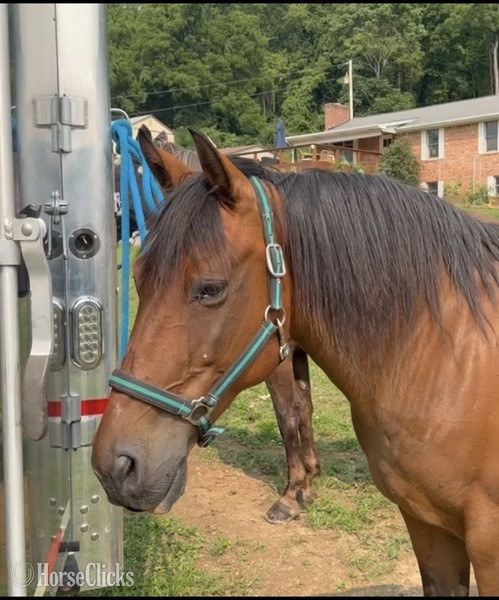 "Cowboy" Pinto Gelding Spotted Saddle - Spotted Saddle