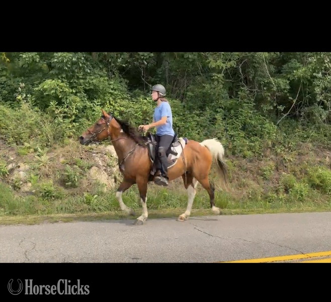 Spotted Saddle - "Cowboy" Pinto Gelding Spotted Saddle