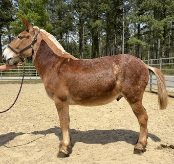 "Mule" Red Roan Gelding Mule
