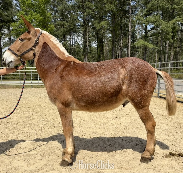 "Mule" Red Roan Gelding Mule in North Carolina