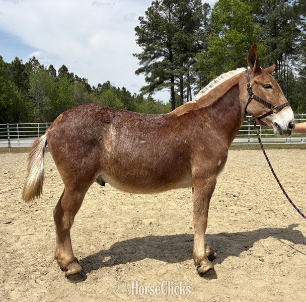 "Mule" Red Roan Gelding Mule