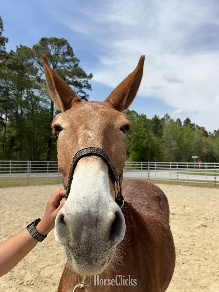 North Carolina "Mule" Red Roan Gelding Mule