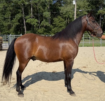 "Bay" Bay Gelding Tennessee Walker
