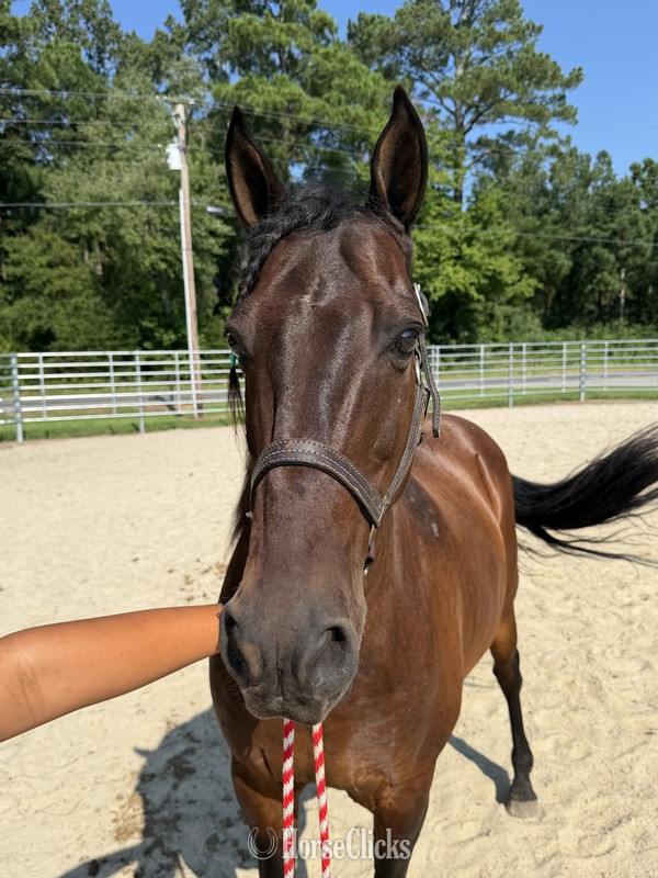 North Carolina "Bay" Bay Gelding Tennessee Walker