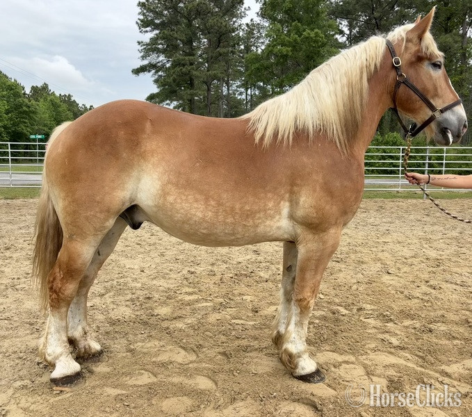 "Belgian" Sorrel Gelding Belgian in North Carolina