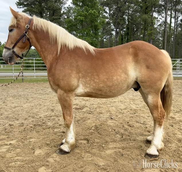 "Belgian" Sorrel Gelding Belgian