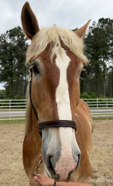 North Carolina "Belgian" Sorrel Gelding Belgian