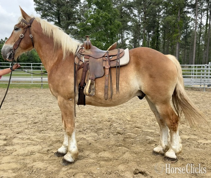 "Belgian" Sorrel Gelding Belgian - Belgian in North Carolina