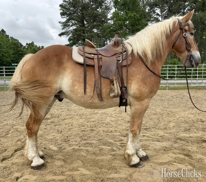 "Belgian" Sorrel Gelding Belgian - Belgian