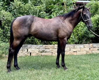 "Newt" Black Gelding Quarter Horse