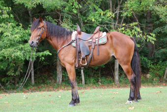 "TROOPER" Bay Gelding Belgian
