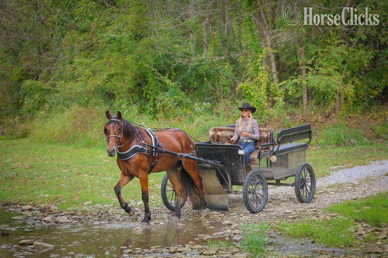 "TROOPER" Bay Gelding Belgian
