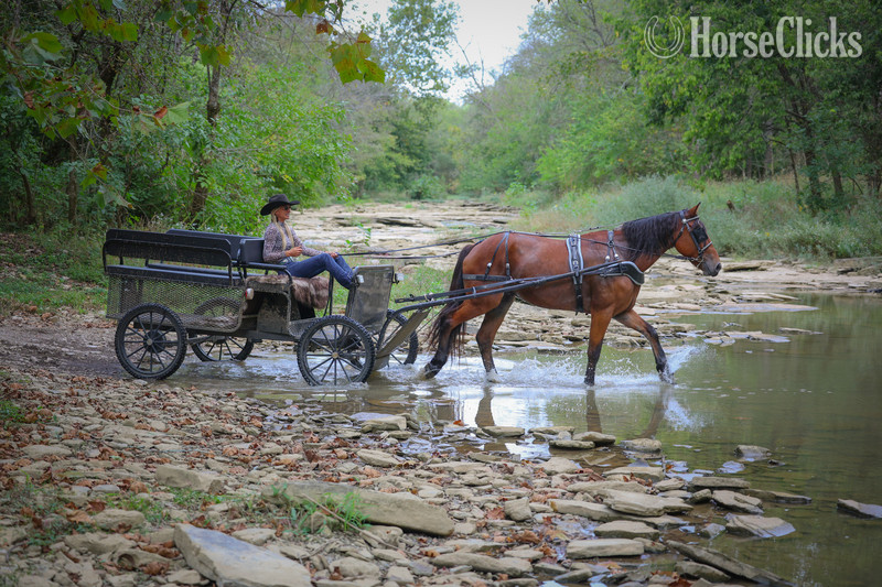 Kentucky "TROOPER" Bay Gelding Belgian