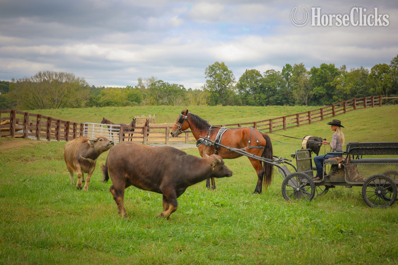 "TROOPER" Bay Gelding Belgian - Belgian in Kentucky