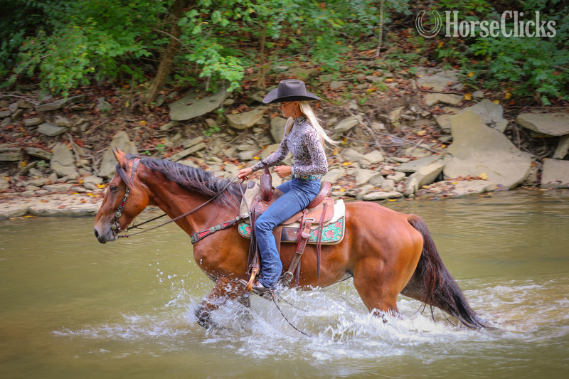 "TROOPER" Bay Gelding Belgian - Belgian