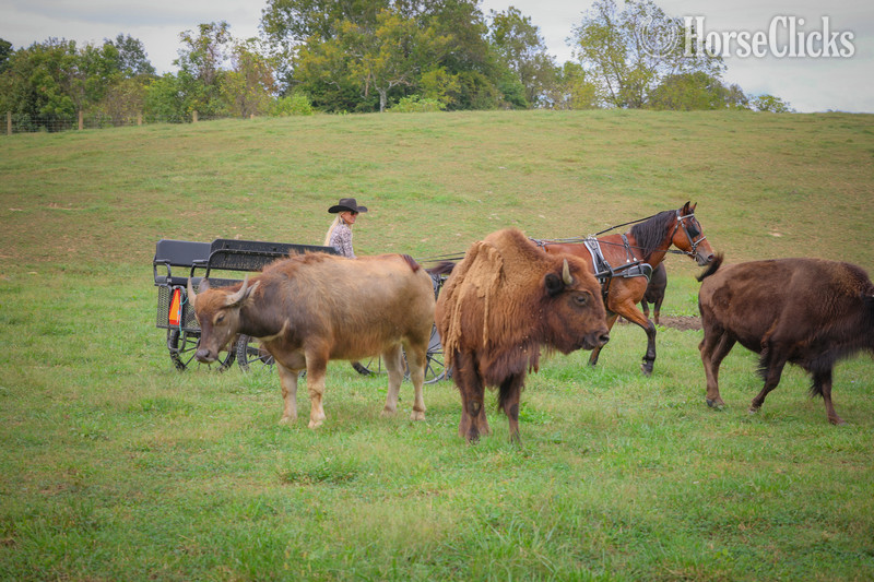 "TROOPER" Bay Gelding Belgian Kentucky