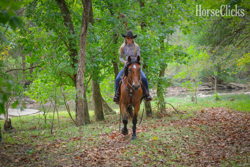 Belgian - "TROOPER" Bay Gelding Belgian in Kentucky