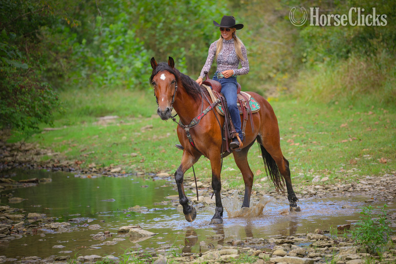 Belgian - "TROOPER" Bay Gelding Belgian