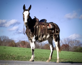 Mules for Sale HorseClicks