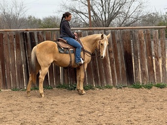"Nana" Palomino Mare Quarter Horse