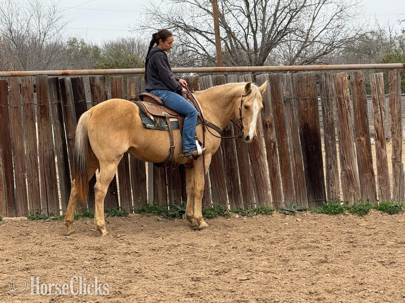 "Nana" Palomino Mare Quarter Horse in Texas