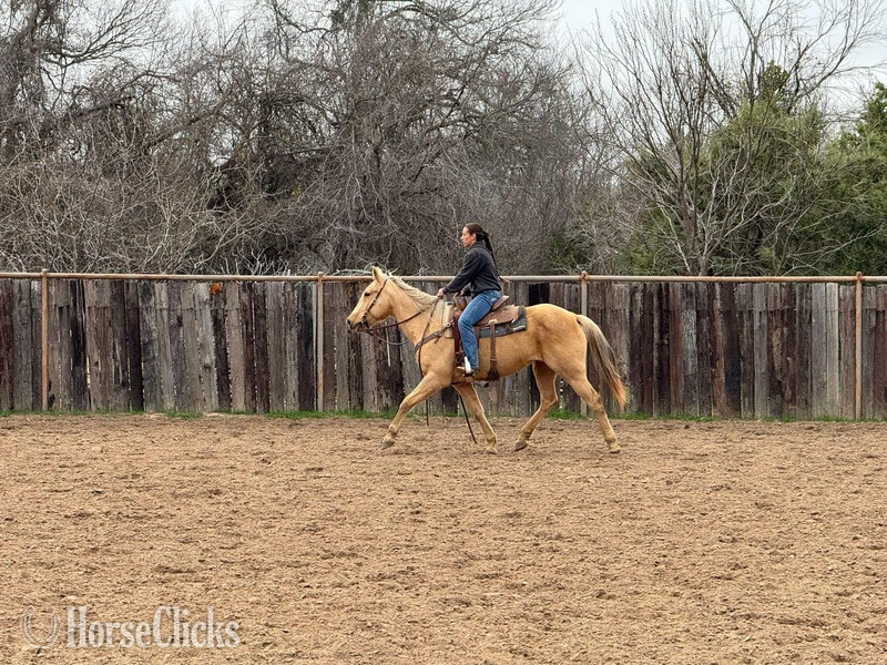 "Nana" Palomino Mare Quarter Horse