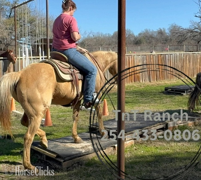 Texas "Nana" Palomino Mare Quarter Horse